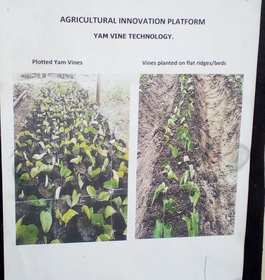 Yam Vine Technology