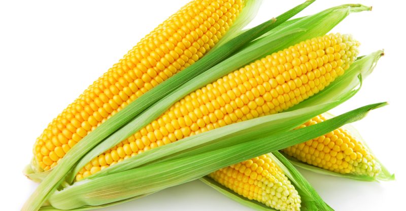 Differences Between Corn and Maize