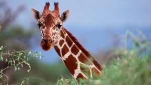 Facts About Giraffes