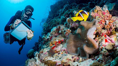 Marine Biology Colleges In USA